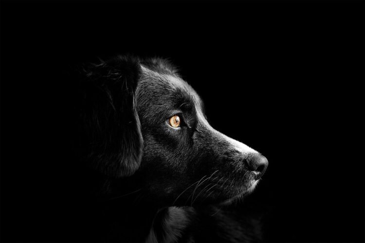 Read more about the article 9 Heartwarming Ways to Heal Your Dog’s Broken Heart: A Guide to Canine Grief