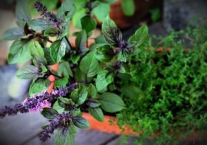 Read more about the article Exploring the World of Herbalism: A Journey of Discovery and Healing