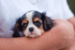 Read more about the article Protecting Pets with Pre-Existing Conditions: Top Insurance Plans Revealed